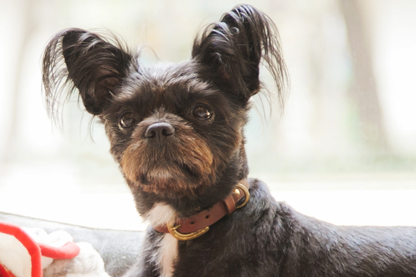 犬 首輪 kb001-004