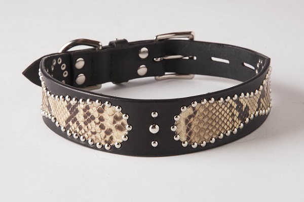 犬 首輪 mbp008-003