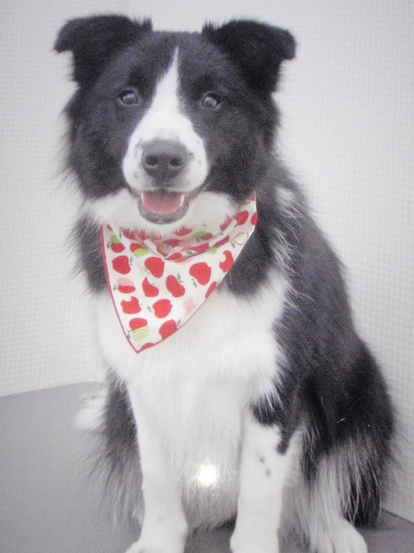 京都高田和三郎様ワンコパイソン首輪