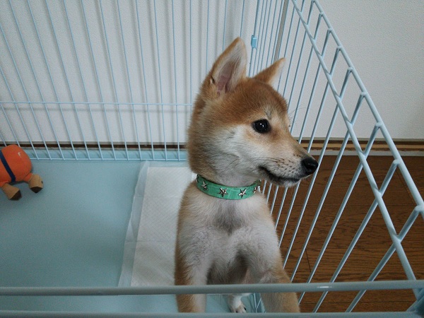 縮小福岡久門様ワンコ　ヒューゴ君2014.12.6現在4ヶ月