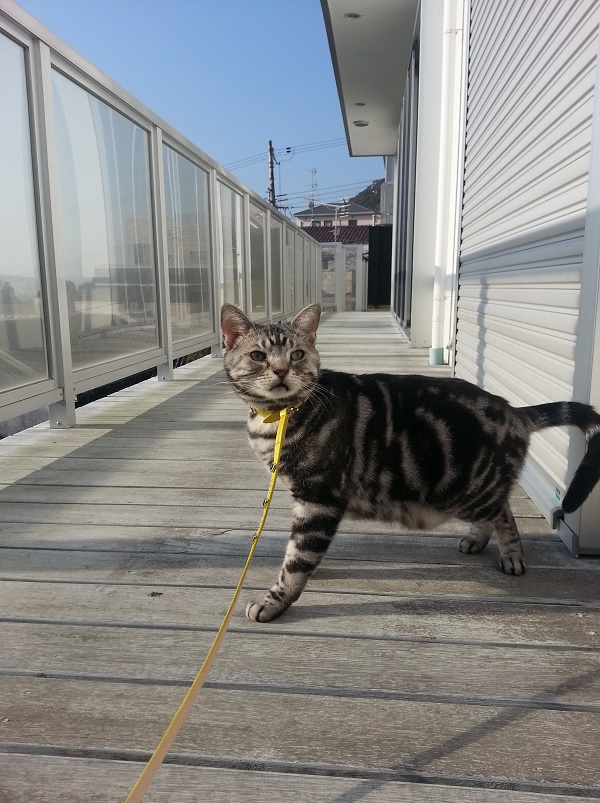 8-アメショー　るるちゃん1