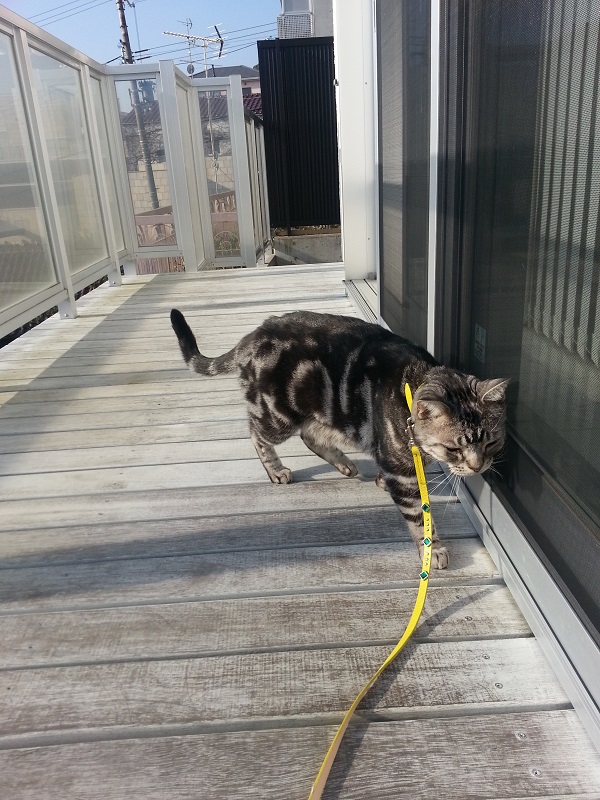 8-アメショー　るるちゃん2