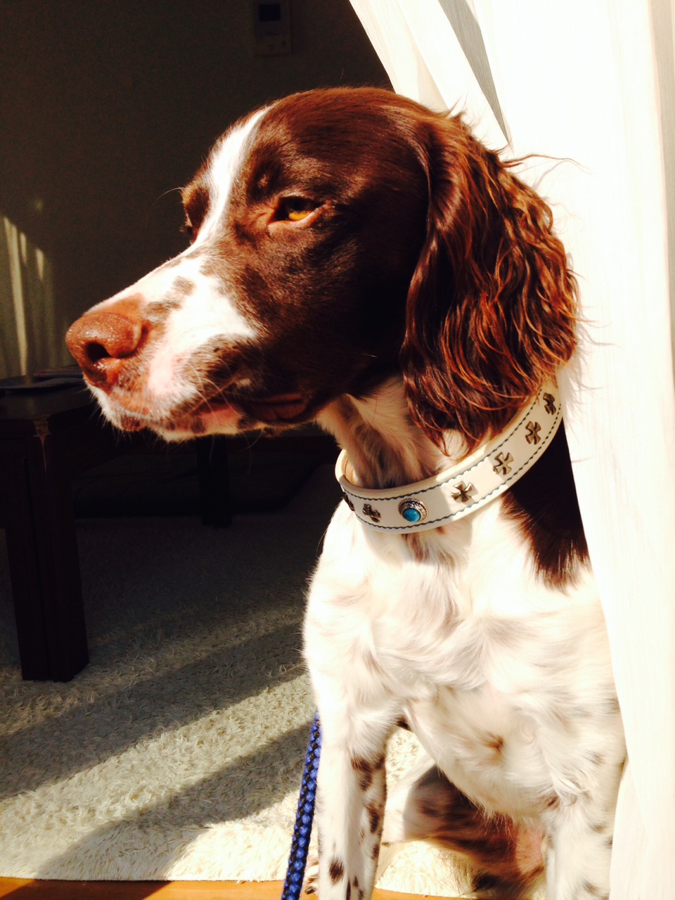 13-1横須賀　山本様テトくん