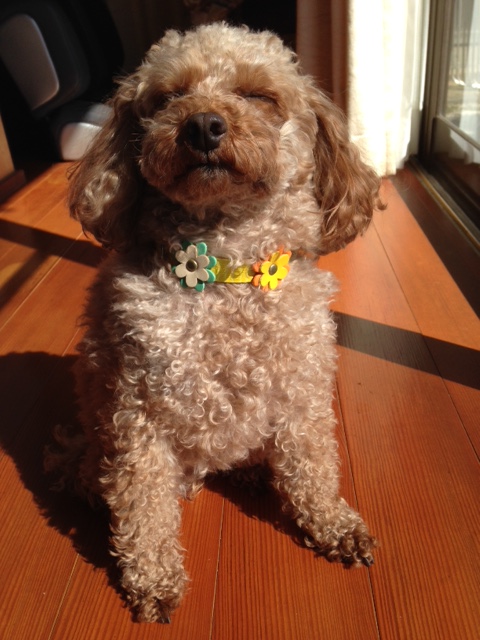 12-4池田直美様はーちゃんメス4歳2.6kg2015.3