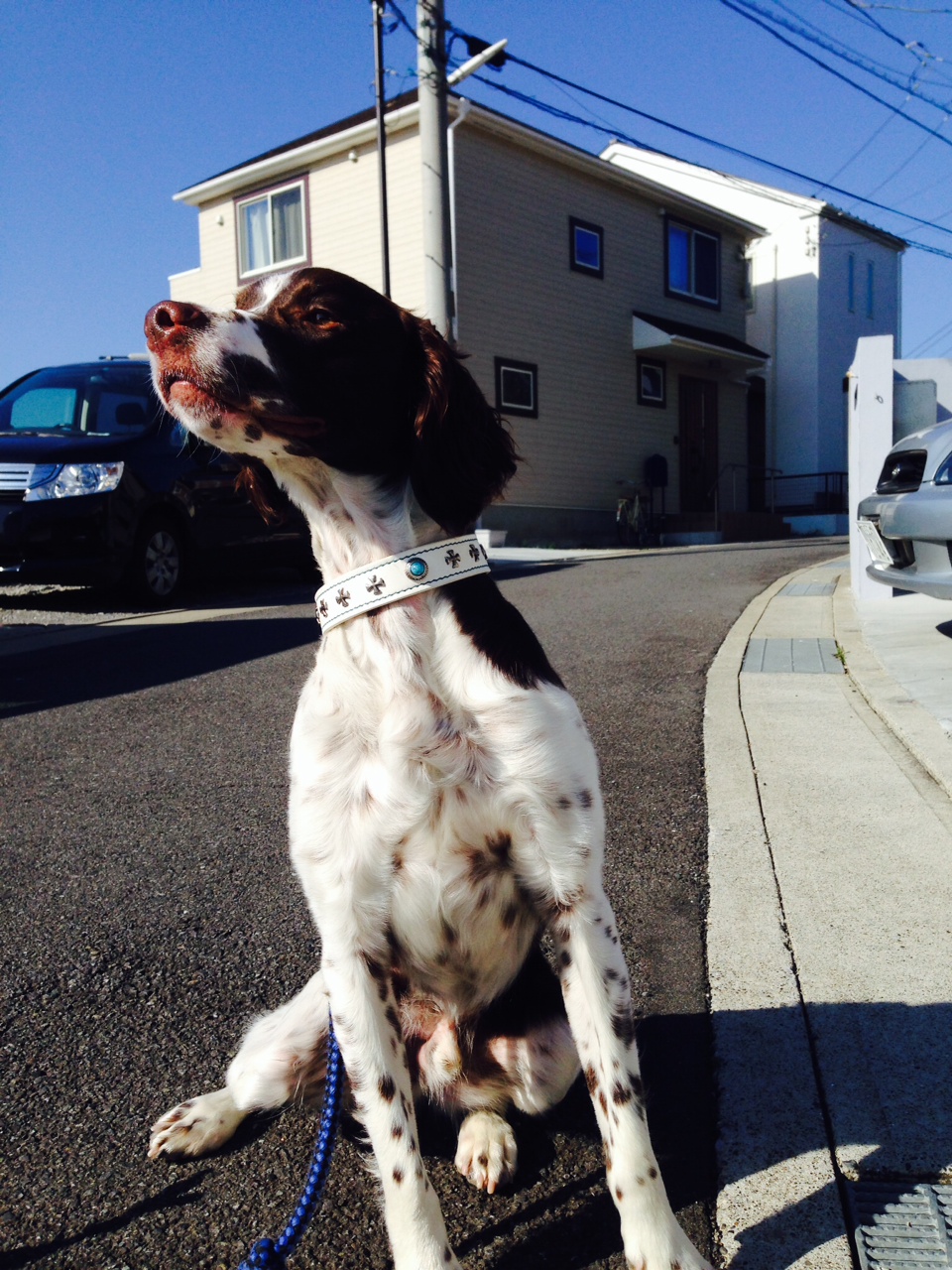 13-2横須賀　山本里枝様　ブリタニスパニエル1歳2ヶ月テトくん2015.3月