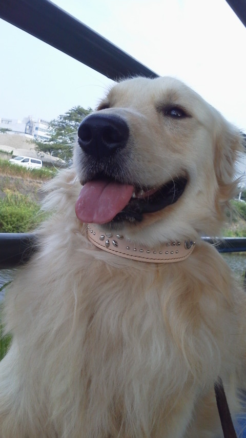 23三澤和久様ライト君1歳7カ月33㎏