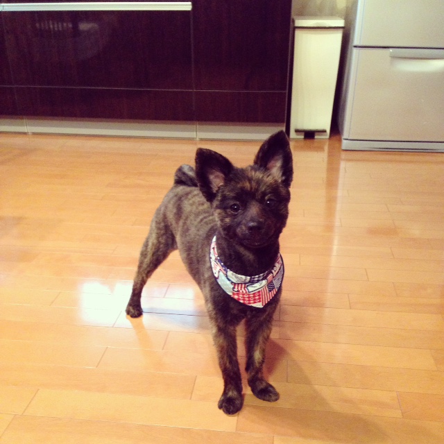 33青田様ポメラニアン♂7kg 1歳か月2015.11月ディンちゃん