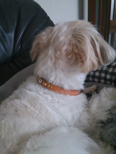 31キャメル_0906 (1)