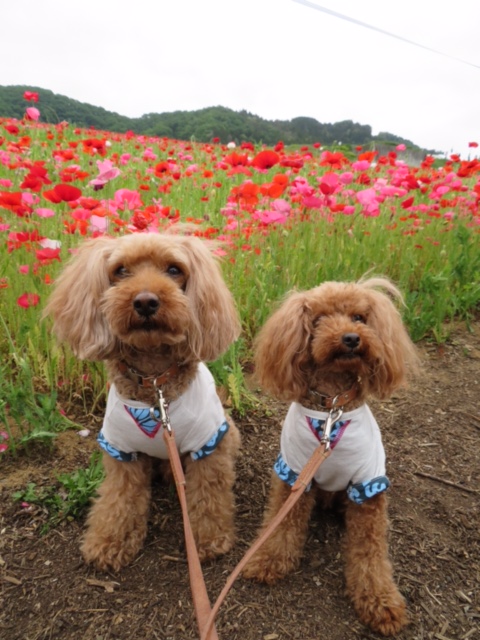 36i 埼玉県秩父の ポピー畑で2016.5月撮影