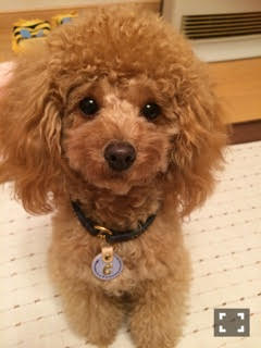 58新潟高野恵美子様シェリちゃん♀1歳2016.3