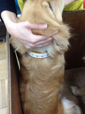 43ゴールデン♀パール？350pc