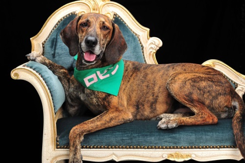 44山梨県渡邉まなみ様ロビン君♂2015.1月500pc