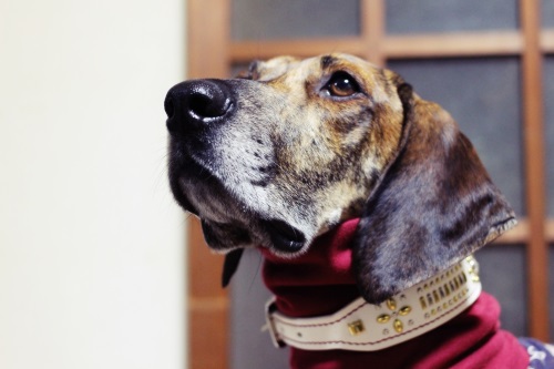 44a山梨県渡邉まなみ様2016.1月500pc