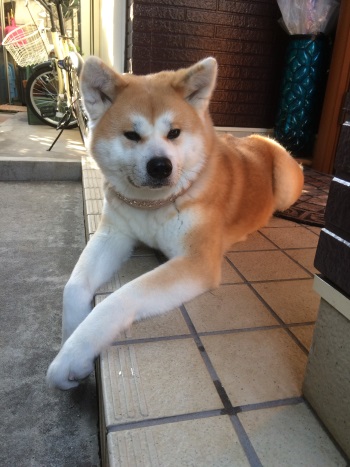 45野崎実果子様かずはちゃん2016.2 350pc